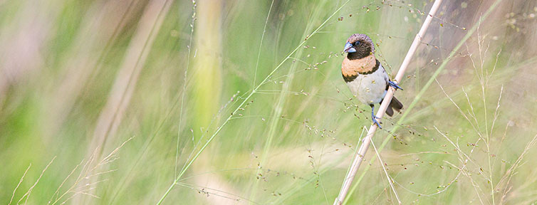 Pájaro pequeño apoyado en un rama