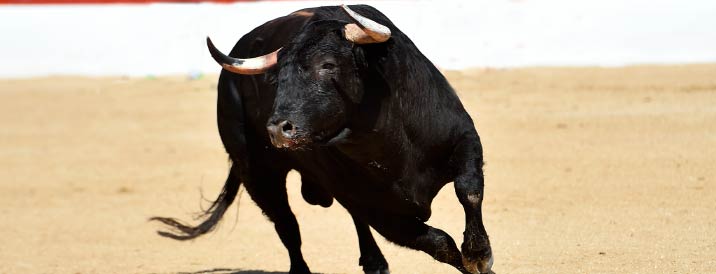 Toro bravo en una plaza de toros